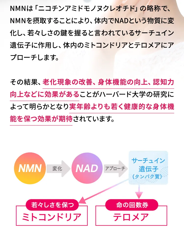 サーチュイン遺伝子（タンパク質）／若々しさを保つミトコンドリア／命の回数券テロメア、