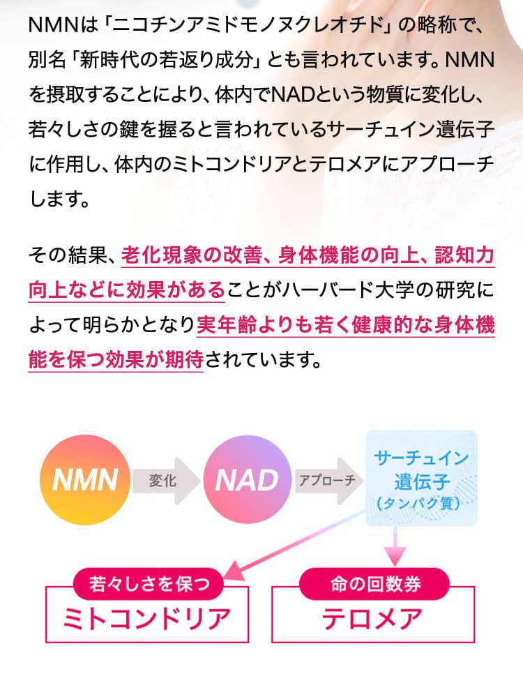 サーチュイン遺伝子（タンパク質）／若々しさを保つミトコンドリア／命の回数券テロメア、