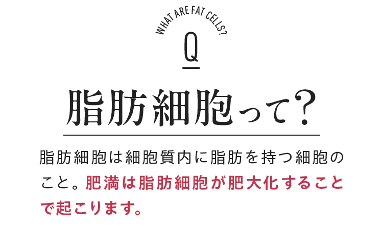 脂肪細胞って?脂肪細胞は細胞質内に脂肪を持つ細胞のこと。肥満は脂肪細胞が肥大化することで起こります。